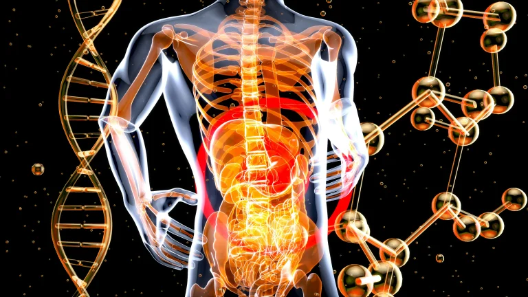 3D illustration of the human digestive system showing intestines and gut structure, used for IBS and gut health guidance by a CORU-registered dietitian.