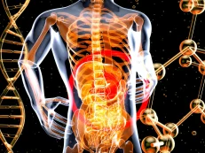 julien-tromeur-ZMK0DU5wARA-unsplash 3D illustration of the human digestive system showing intestines and gut structure, used for IBS and gut health guidance by a CORU-registered dietitian.